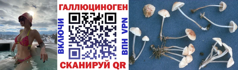 Галлюциногенные грибы Cubensis  купить   Заозёрный 